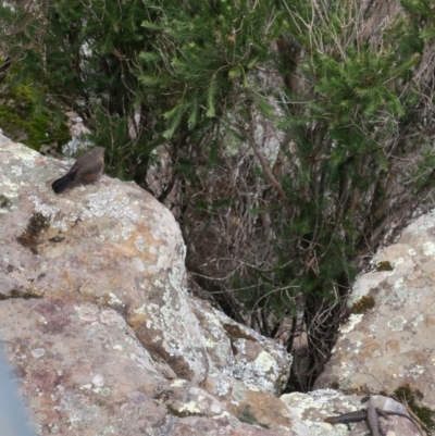 Origma solitaria (Rockwarbler) at Yadboro, NSW - 9 Jan 2021 by Gee