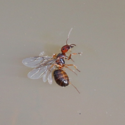 Formicidae (family) (Unidentified ant) at O'Connor, ACT - 9 Jan 2021 by ConBoekel