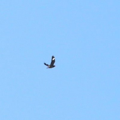 Eurystomus orientalis (Dollarbird) at Acton, ACT - 9 Jan 2021 by ConBoekel