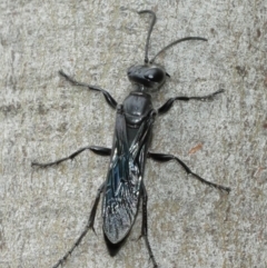 Sphex sp. (genus) (Unidentified Sphex digger wasp) at ANBG - 8 Jan 2021 by TimL