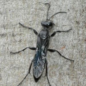 Sphex sp. (genus) at Acton, ACT - 8 Jan 2021