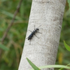 Sphex sp. (genus) at Acton, ACT - 8 Jan 2021