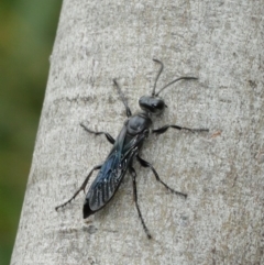 Sphex sp. (genus) at Acton, ACT - 8 Jan 2021