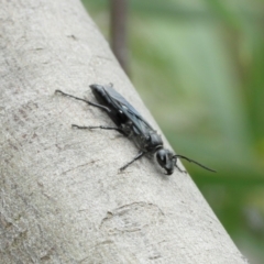 Sphex sp. (genus) at Acton, ACT - 8 Jan 2021