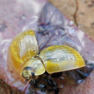 Paropsisterna cloelia at O'Connor, ACT - 9 Jan 2021 04:00 PM