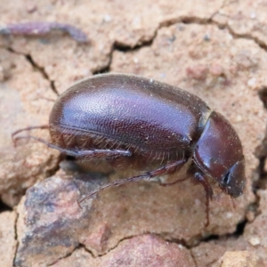 Heteronyx sp. (genus) at O'Connor, ACT - 9 Jan 2021 03:38 PM