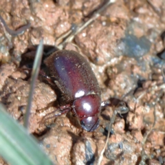 Heteronyx sp. (genus) at O'Connor, ACT - 9 Jan 2021 03:38 PM