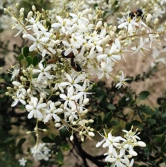 Bursaria spinosa (Native Blackthorn, Sweet Bursaria) at Cook, ACT - 3 Jan 2021 by drakes