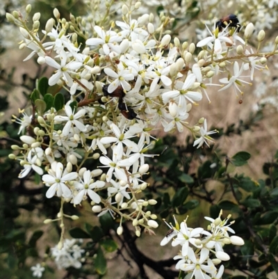 Bursaria spinosa (Native Blackthorn, Sweet Bursaria) at Cook, ACT - 4 Jan 2021 by drakes