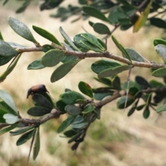 Bursaria spinosa at Cook, ACT - 4 Jan 2021