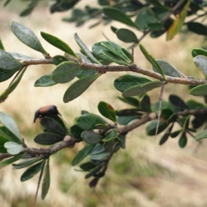 Bursaria spinosa at Cook, ACT - 4 Jan 2021