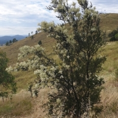 Bursaria spinosa at Cook, ACT - 4 Jan 2021