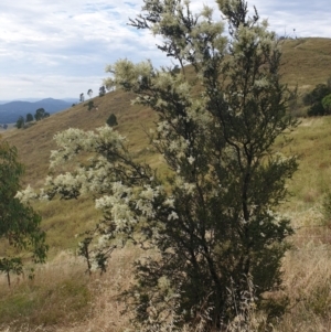 Bursaria spinosa at Cook, ACT - 4 Jan 2021