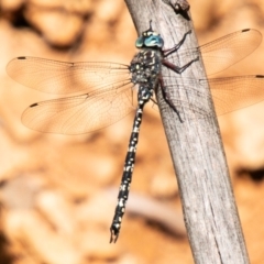 Austroaeschna multipunctata (Multi-spotted Darner) at Tidbinbilla Nature Reserve - 8 Jan 2021 by SWishart