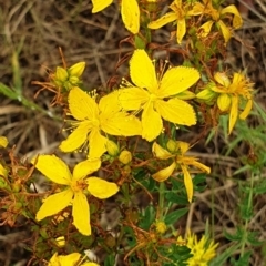 Hypericum perforatum (St John's Wort) at Cook, ACT - 4 Jan 2021 by drakes