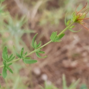 Hypericum perforatum at Cook, ACT - 4 Jan 2021