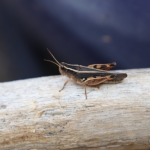 Macrotona australis at Cook, ACT - 26 Jan 2020 10:13 AM