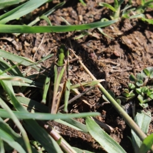 Oedaleus australis at Holt, ACT - 6 Apr 2020