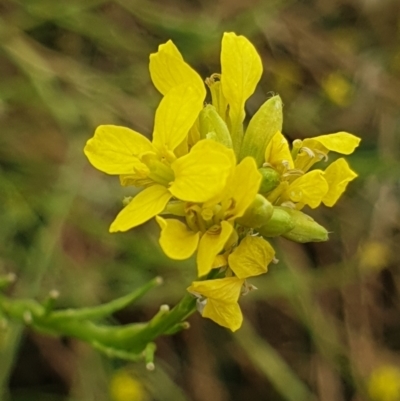 Sisymbrium officinale (Common Hedge Mustard) at Cook, ACT - 4 Jan 2021 by drakes