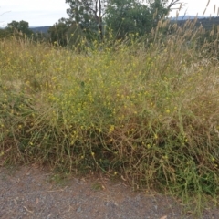 Sisymbrium officinale at Cook, ACT - 4 Jan 2021