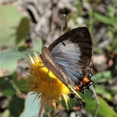 Jalmenus evagoras at Downer, ACT - 8 Jan 2021 03:34 PM