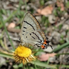 Jalmenus evagoras at Downer, ACT - 8 Jan 2021