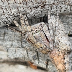 Acroaspis sp. (genus) at O'Connor, ACT - 7 Jan 2021