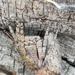 Acroaspis sp. (genus) at O'Connor, ACT - 7 Jan 2021