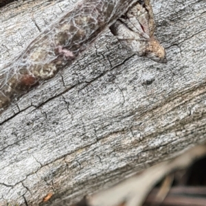 Acroaspis sp. (genus) at O'Connor, ACT - 7 Jan 2021