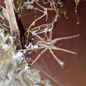 Dolomedes sp. (genus) at Downer, ACT - 8 Jan 2021 03:08 PM