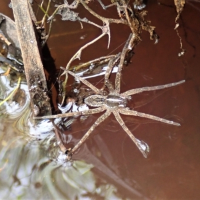 Dolomedes sp. (genus) (Fishing spider) at Downer, ACT - 8 Jan 2021 by CathB