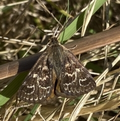 Synemon plana (Golden Sun Moth) at Curtin, ACT - 9 Jan 2021 by RAllen