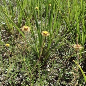 Coronidium oxylepis subsp. lanatum at Downer, ACT - 8 Jan 2021