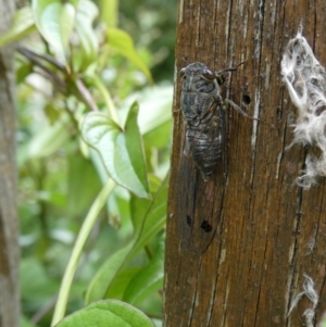 Galanga labeculata at Curtin, ACT - 7 Jan 2021