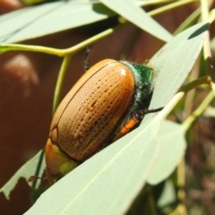 Anoplognathus brunnipennis (Green-tailed Christmas beetle) at Stromlo, ACT - 10 Jan 2021 by HelenCross