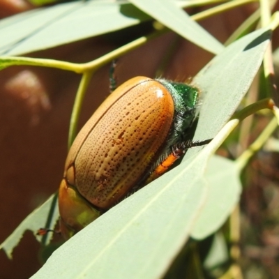 Anoplognathus brunnipennis (Green-tailed Christmas beetle) at Stromlo, ACT - 10 Jan 2021 by HelenCross