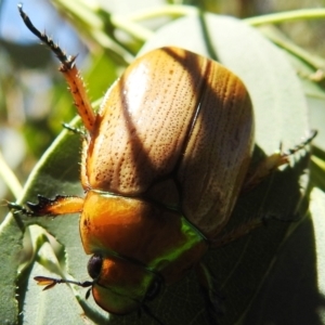 Anoplognathus brunnipennis at Stromlo, ACT - 10 Jan 2021