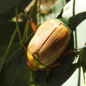 Anoplognathus brunnipennis at Stromlo, ACT - 10 Jan 2021