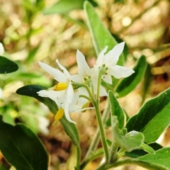 Solanum sp. (genus) (Nightshades, soda apples, devils apples) at Stromlo, ACT - 10 Jan 2021 by HelenCross