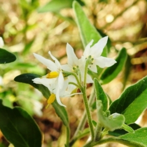 Solanum sp. at Stromlo, ACT - suppressed