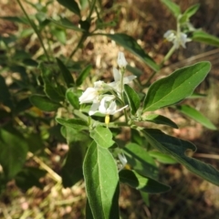 Solanum sp. at Stromlo, ACT - suppressed