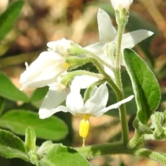 Solanum sp. at Stromlo, ACT - suppressed