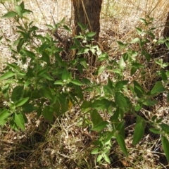 Solanum sp. at Stromlo, ACT - suppressed