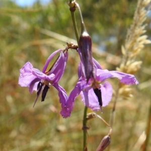 Arthropodium fimbriatum at Tuggeranong DC, ACT - 10 Jan 2021