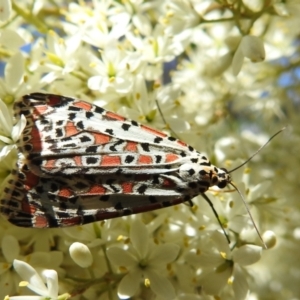 Utetheisa pulchelloides at Kambah, ACT - 10 Jan 2021