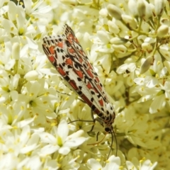 Utetheisa pulchelloides at Kambah, ACT - 10 Jan 2021