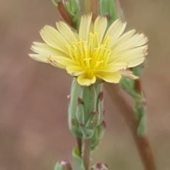 Lactuca serriola f. serriola (Prickly Lettuce) at Cook, ACT - 4 Jan 2021 by drakes