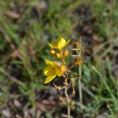 Bulbine bulbosa (Golden Lily, Bulbine Lily) at Yass River, NSW - 31 Oct 2020 by 120Acres