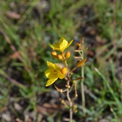 Bulbine bulbosa (Golden Lily, Bulbine Lily) at Yass River, NSW - 31 Oct 2020 by 120Acres