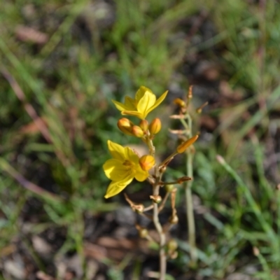 Bulbine bulbosa (Golden Lily, Bulbine Lily) by 120Acres